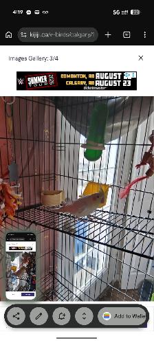 Sweet Cockatiel for rehoming
