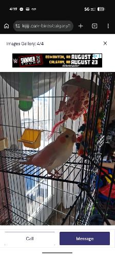 Sweet Cockatiel for rehoming - Photo 2