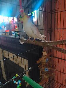 Sweet Cockatiel for rehoming - Photo 3