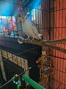 Sweet Cockatiel for rehoming - Photo 4