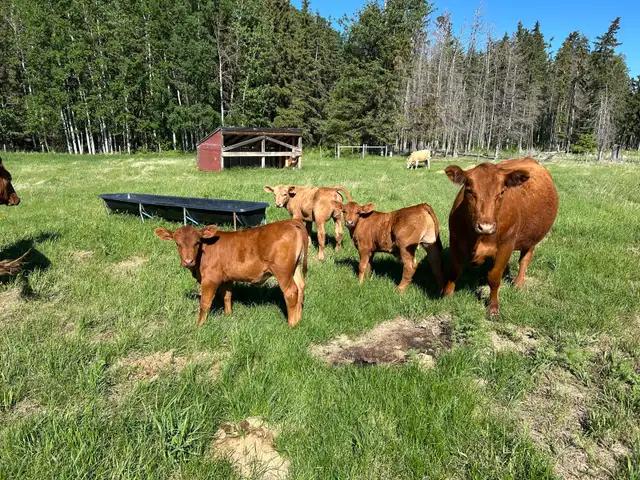 cow/calf pairs for sale
