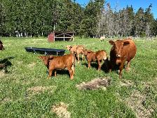 cow/calf pairs for sale