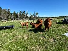 cow/calf pairs for sale - Photo 2