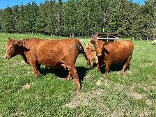 cow/calf pairs for sale - Photo 3