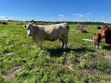 cow/calf pairs for sale - Photo 4