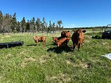 cow/calf pairs for sale - Photo 5