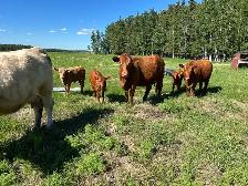 cow/calf pairs for sale - Photo 6