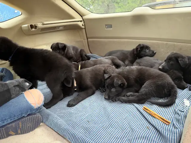 German Shepherd Puppies
