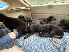 German Shepherd Puppies