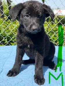 German Shepherd Puppies - Photo 2