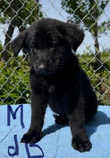 German Shepherd Puppies - Photo 3