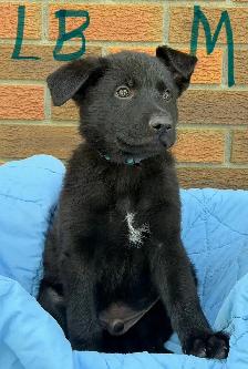 German Shepherd Puppies - Photo 4