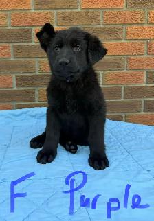 German Shepherd Puppies - Photo 5