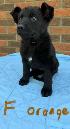 German Shepherd Puppies - Photo 6