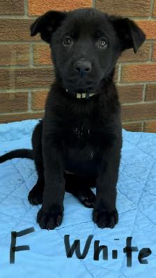 German Shepherd Puppies - Photo 7