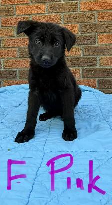German Shepherd Puppies - Photo 8