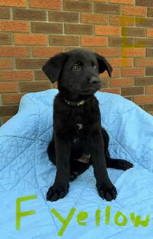 German Shepherd Puppies - Photo 9
