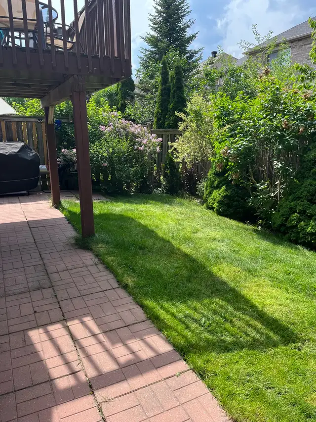 1 bedroom basement apartment