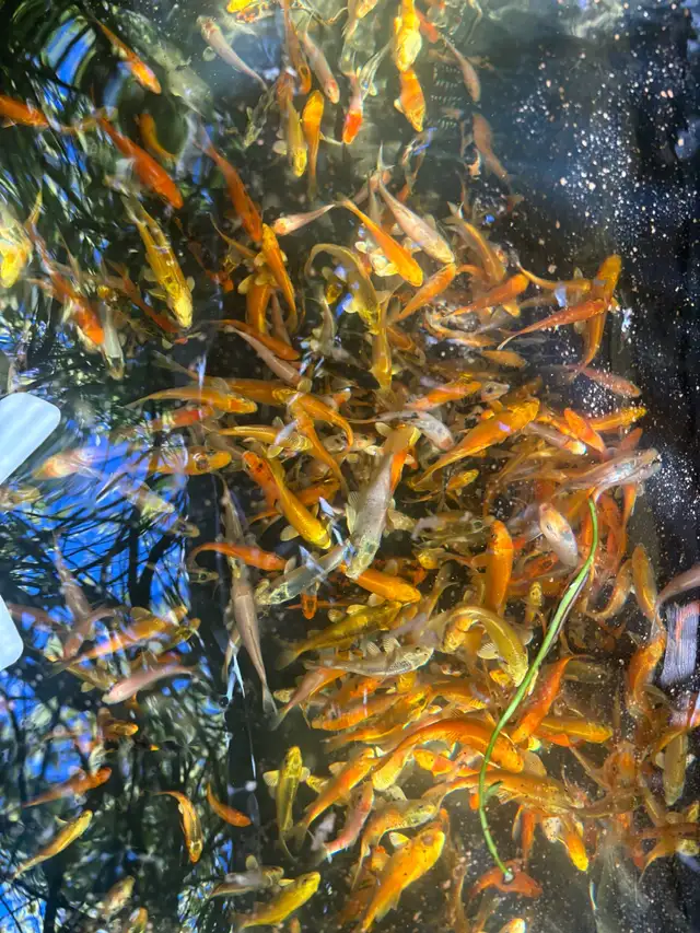 KOI FOR SALE