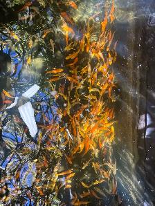 KOI FOR SALE - Photo 2