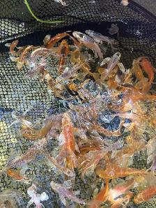 KOI FOR SALE - Photo 3