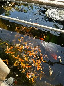 KOI FOR SALE - Photo 4