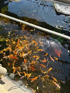 KOI FOR SALE - Photo 8