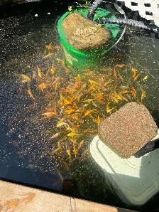 KOI FOR SALE - Photo 9