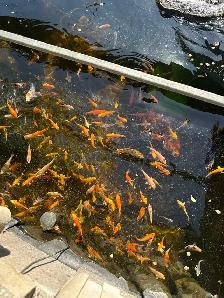 KOI FOR SALE - Photo 10