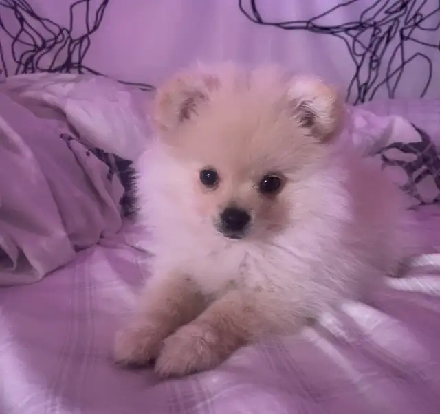 Pomeranian boy for rehoming