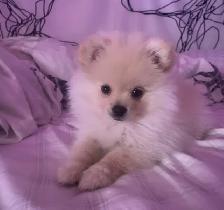 Pomeranian boy for rehoming