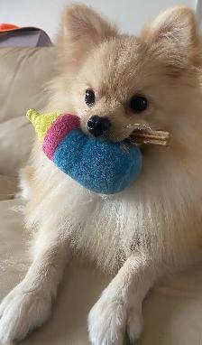 Pomeranian boy for rehoming - Photo 2