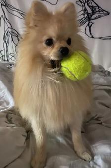 Pomeranian boy for rehoming - Photo 4