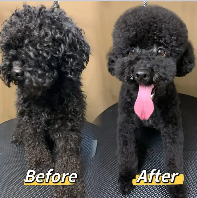 Pet grooming SW Edm