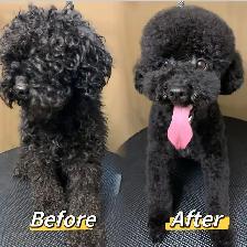 Pet grooming SW Edm