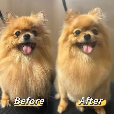 Pet grooming SW Edm - Photo 2