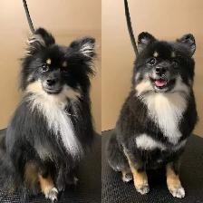 Pet grooming SW Edm - Photo 3