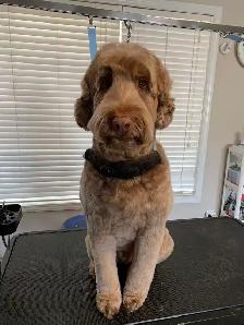 Pet grooming SW Edm - Photo 4