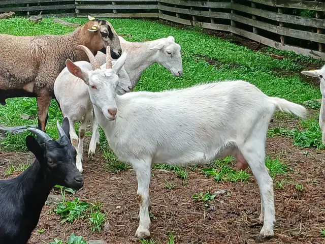 Chevres a vendre