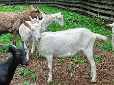 Chevres a vendre