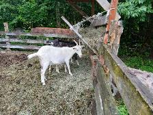 Chevres a vendre - Photo 2