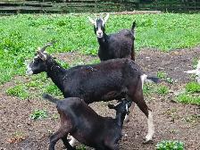 Chevres a vendre - Photo 3