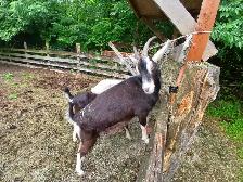 Chevres a vendre - Photo 4