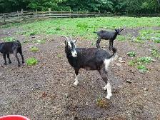 Chevres a vendre - Photo 5