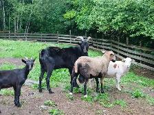 Chevres a vendre - Photo 6