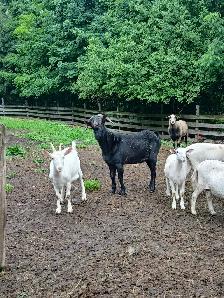 Chevres a vendre - Photo 7