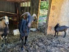 Chevres a vendre - Photo 8