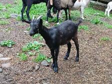 Chevres a vendre - Photo 9
