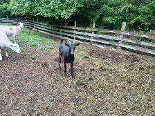 Chevres a vendre - Photo 10