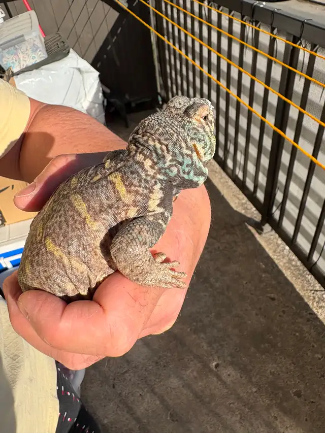 UROMASTYX
